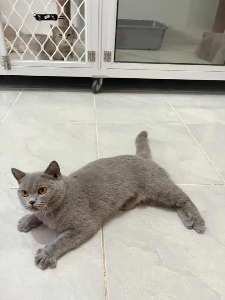 Kucing British shorthair PED betina
