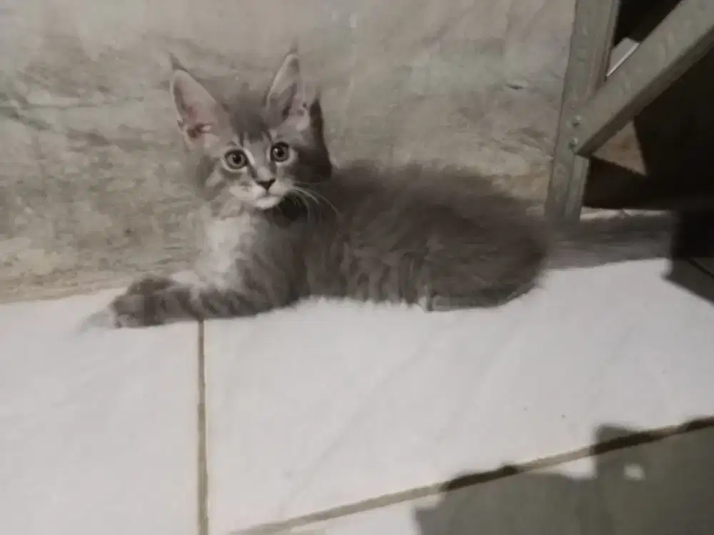 Kitten mainecoone pure nonped