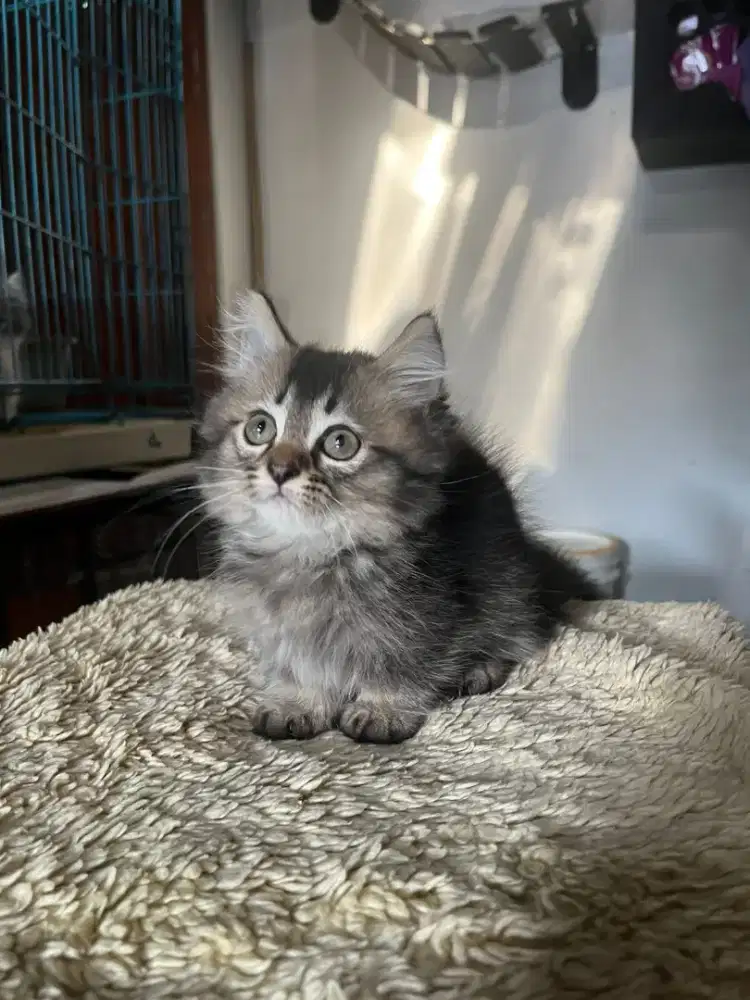 kucing munchkin jantan longhair