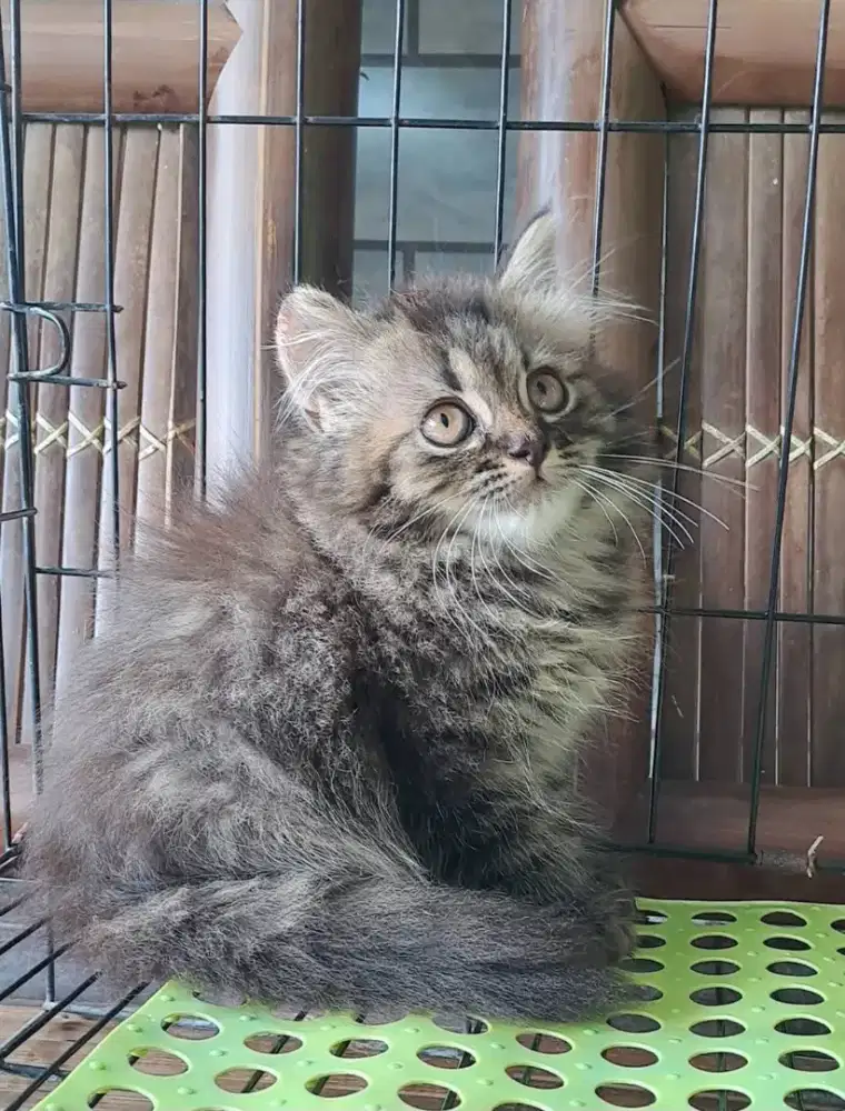 anak kucing lucu betina peranakan norwegia