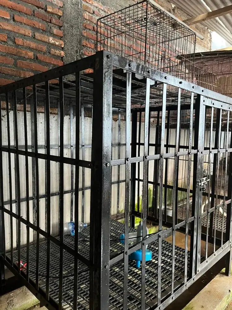 kandang anjing besar