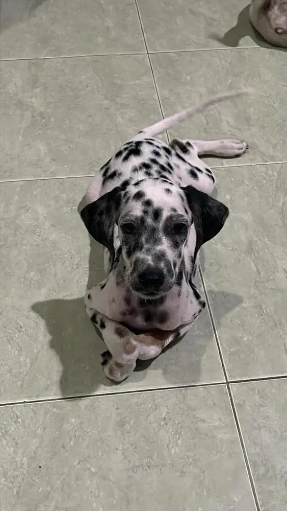 ANJING DALMATIAN
