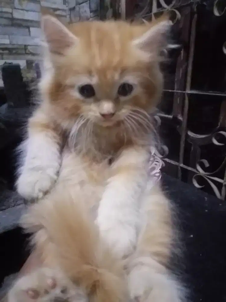 Kitten Persia orens garfield, Jantan usia 4 bulan