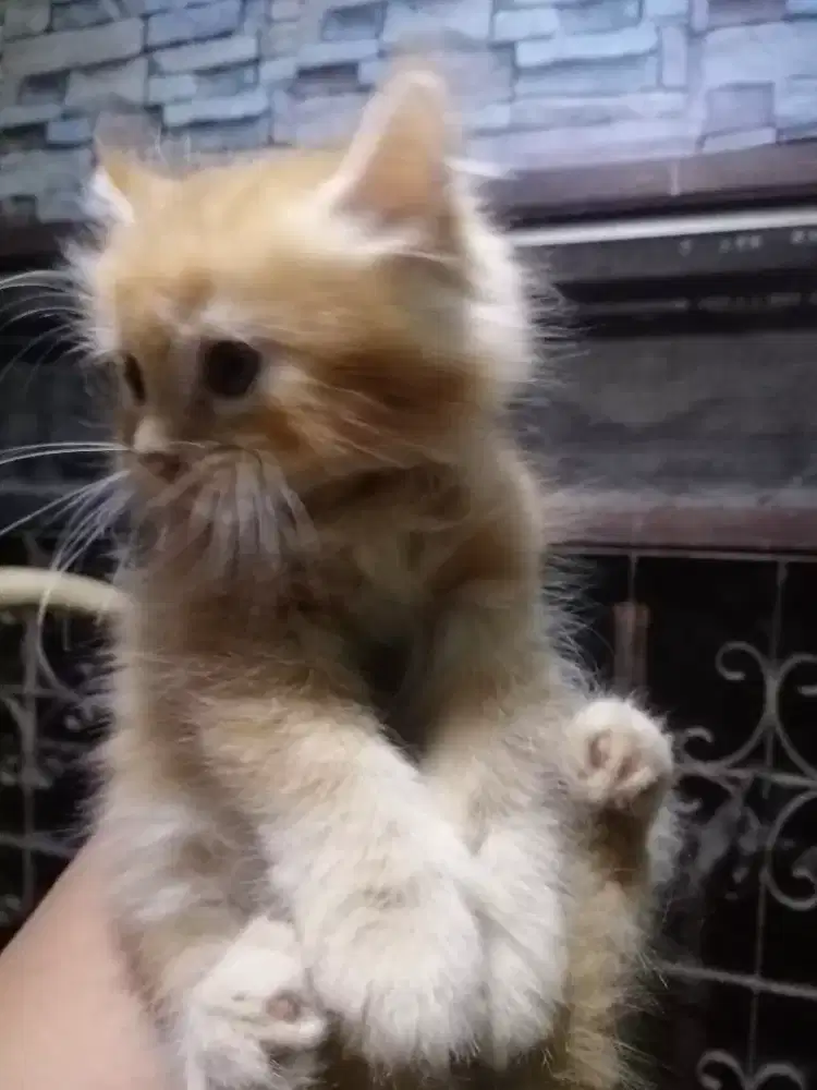 Kitten Persia Jantan, orens garfield usia 4 bulan