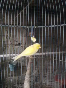 Kenari betina kuning af