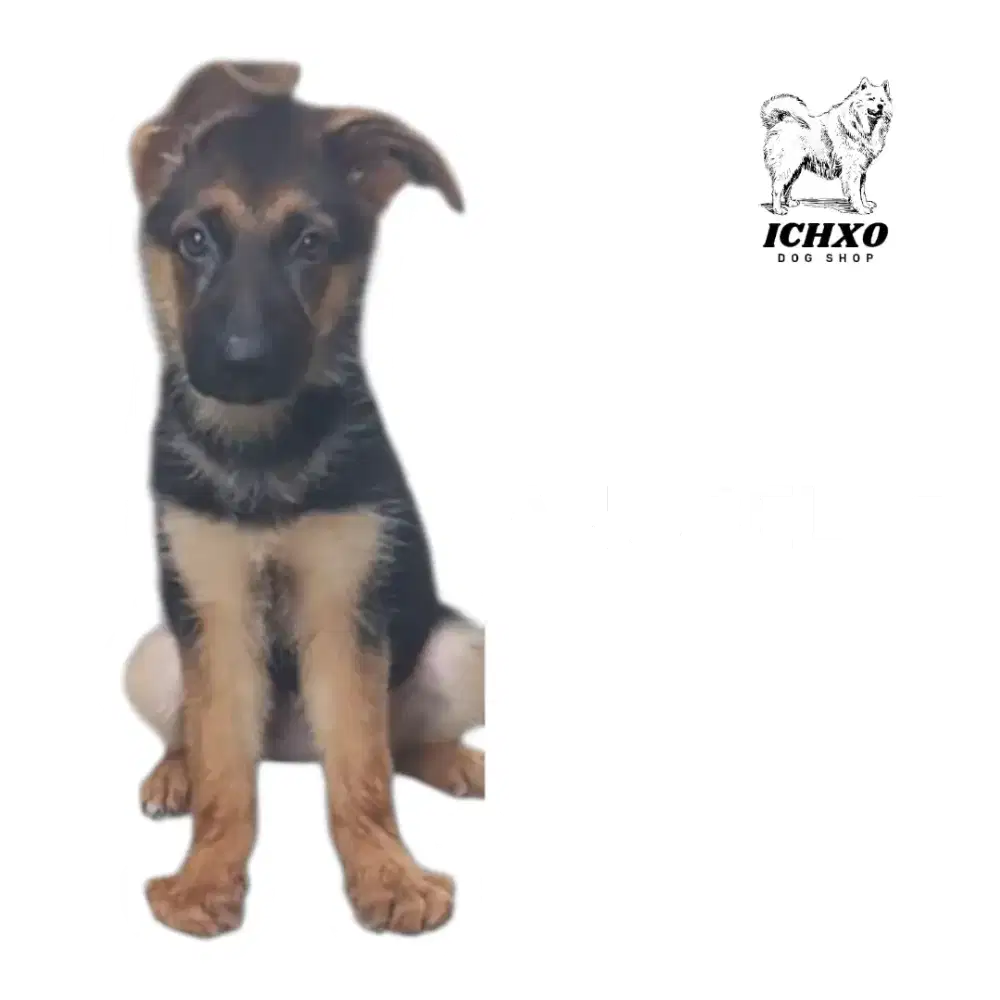 JUAL ANJING GERMANI SHEPHERDS