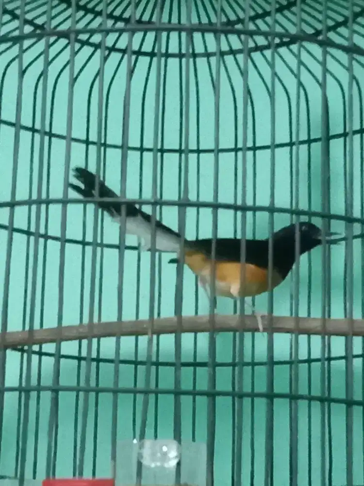 Murai Batu muda Hutan