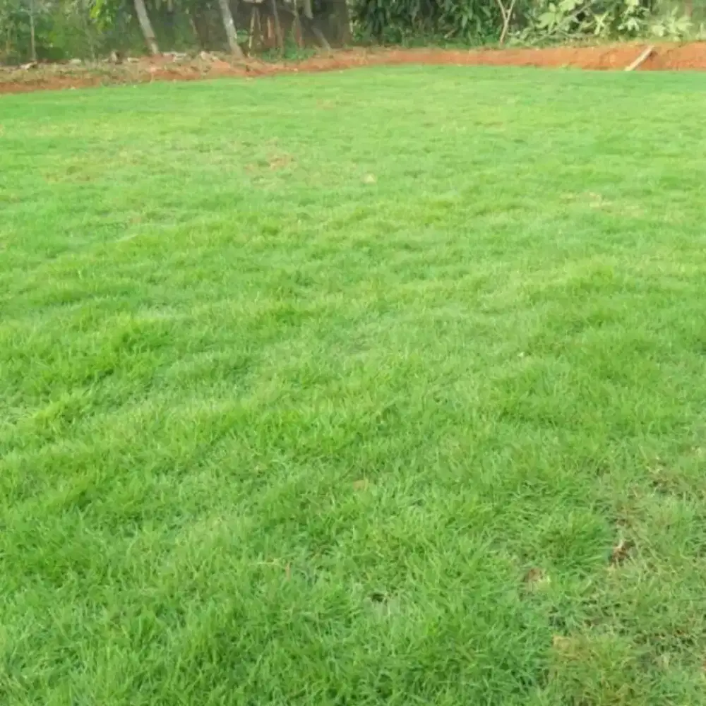 Rumput taman rumput gajah mini,jepang,golf rumput taman