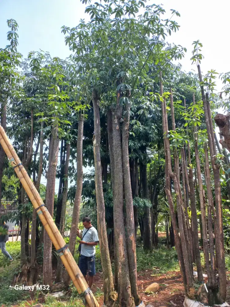 Pohon pule pohon pelindung pule grouping