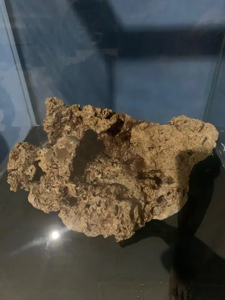 Baru karang besar 40cm