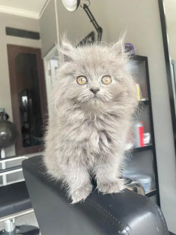 BSH Munchkin NS