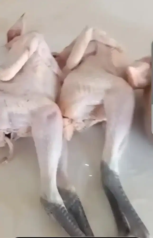 Karkas Ayam Kampung Asli / kaki item