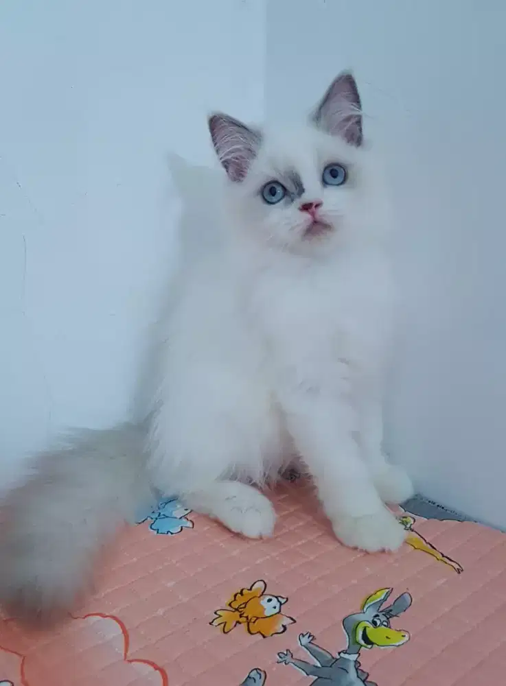 open adopt kitten persia warna ragdoll