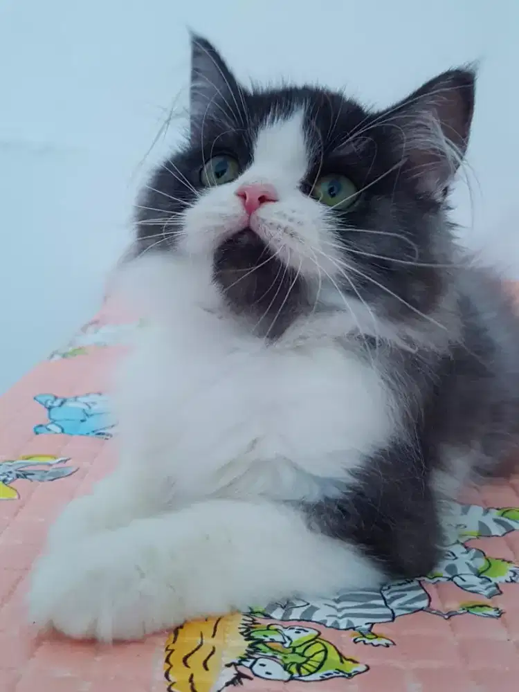 open adopt kitten persia