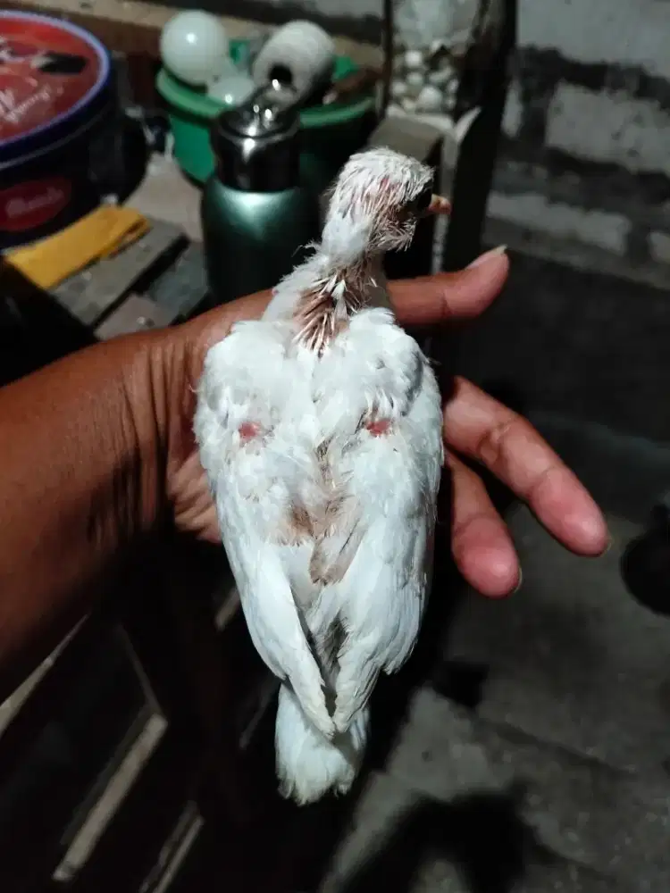 Lolohan tekukur/derkuku putih bacspot