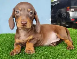 DIJUAL ANAK ANJING DACHSHUND/ TEKEL