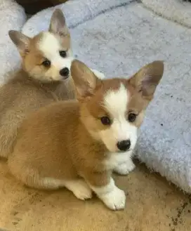 DIJUAL ANAK ANJING CORGY