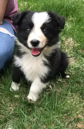 DIJUAL ANAK ANJING BORDER COLLIE