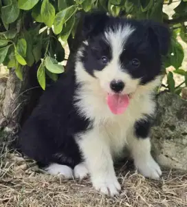 DIJUAL ANAK ANJING BORDER COLLIE