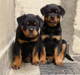 DIJUAL ANAK ANJING ROTTWEILER