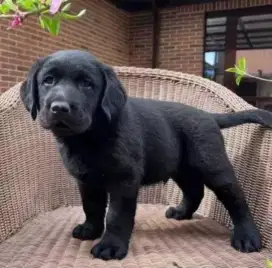 DIJUAL ANAK ANJING BLACK LABRADOR