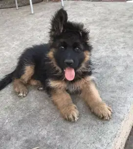 DIJUAL ANAK ANJING GERMAN SHEPHERD/HERDER