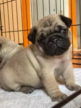 DIJUAL ANAK ANJING PUG