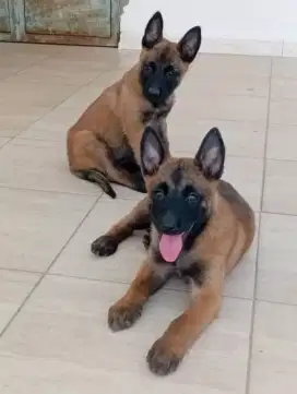 DIJUAL ANAK ANJING BELGIAN MALINOIS