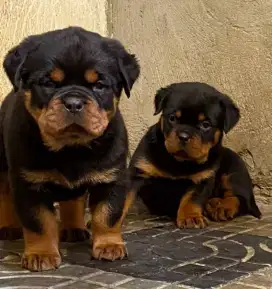 DIJUAL ANAK ANJING ROTTWEILER