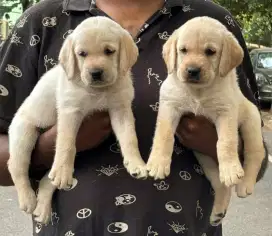 DIJUAL ANAK ANJING LABRADOR