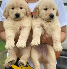 DIJUAL ANAK ANJING GOLDEN RETRIEVER