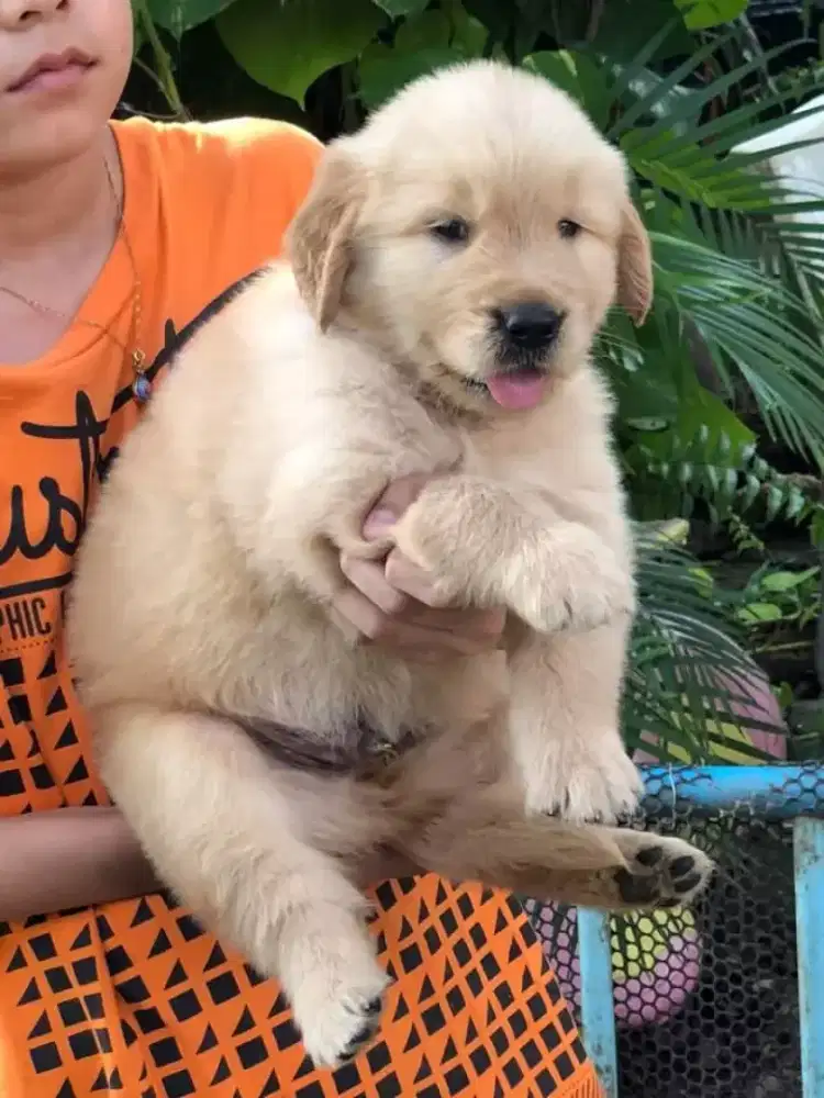 DIJUAL ANAK ANJING GOLDEN RETRIEVER