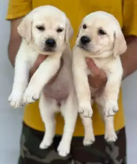 DIJUAL ANAK ANJING LABRADOR