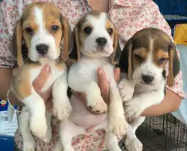 DIJUAL ANAK ANJING BEAGLE