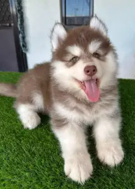 DIJUAL ANAK ANJING SIBERIAN HUSKY