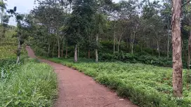KEBUN SUBUR SUASANA ASRI  UJUNG BERUNG ATAS