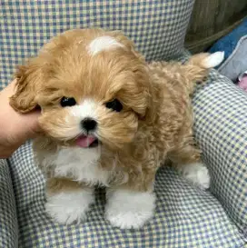 DIJUAL ANAK ANJING MALTESE MIX POODLE