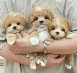 DIJUAL ANAK ANJING MALTESE MIX POODLE