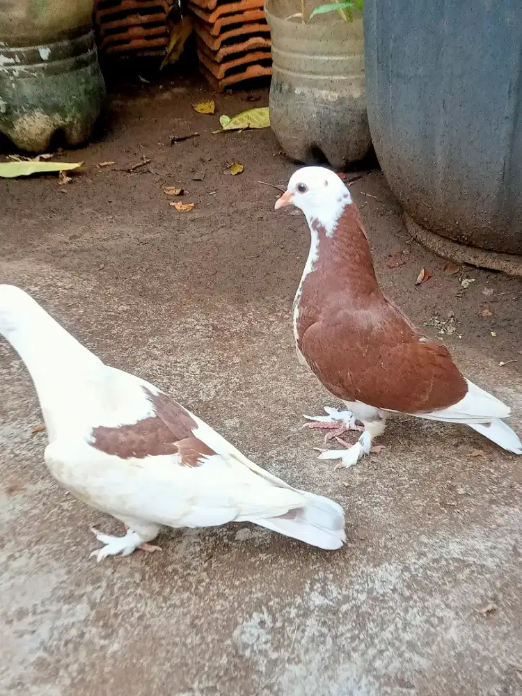 Merpati blantong jembros