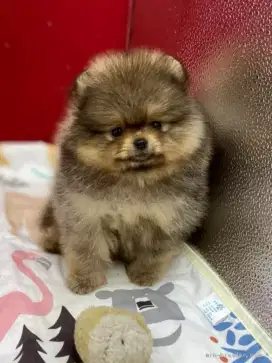 DIJUAL ANAK ANJING MINI POMERANIAN