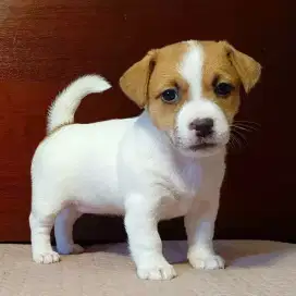 DIJUAL ANAK ANJING JACK RUSSELL