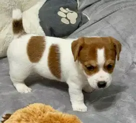 DIJUAL ANAK ANJING JACK RUSSELL