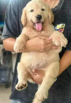 DIJUAL ANAK ANJING GOLDEN RETRIEVER