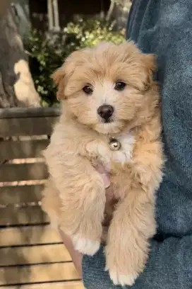 DIJUAL ANAK ANJING MALTESE MIX POODLE