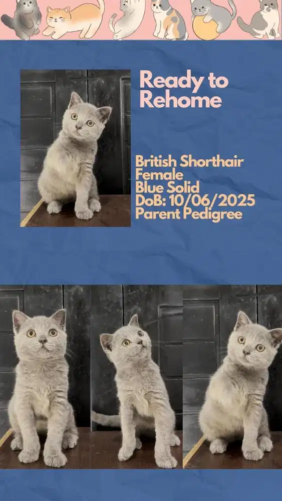 British Shorthair (BSH) Betina