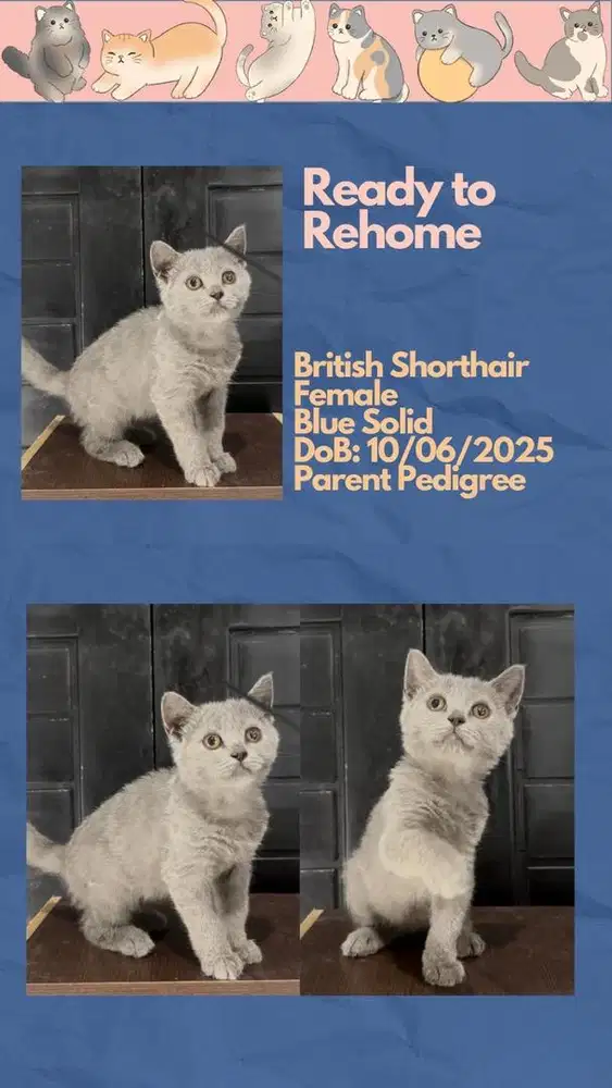 BSH British Shorthair Betina