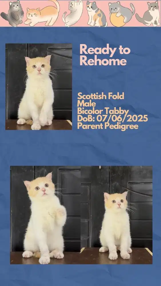 Scottish Straight Jantan