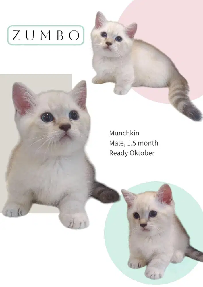 Munchkin BSH Jantan-Betina