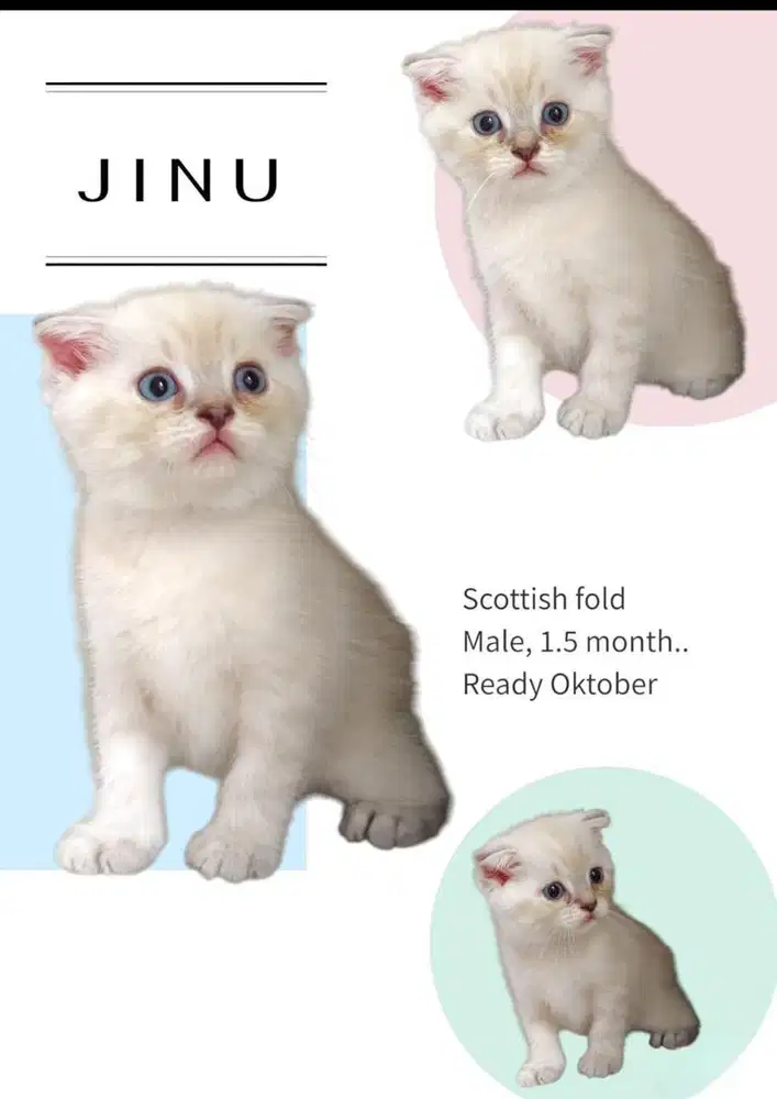Scottish Fold Jantan