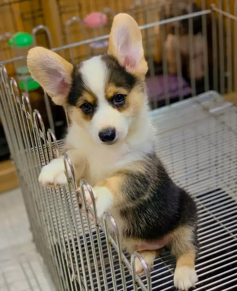 DIJUAL ANAK ANJING CORGY